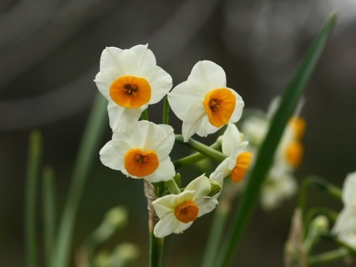 活動報告│名古屋市内の高齢者施設でバイオリン演奏とミニ講演をさせていただきました