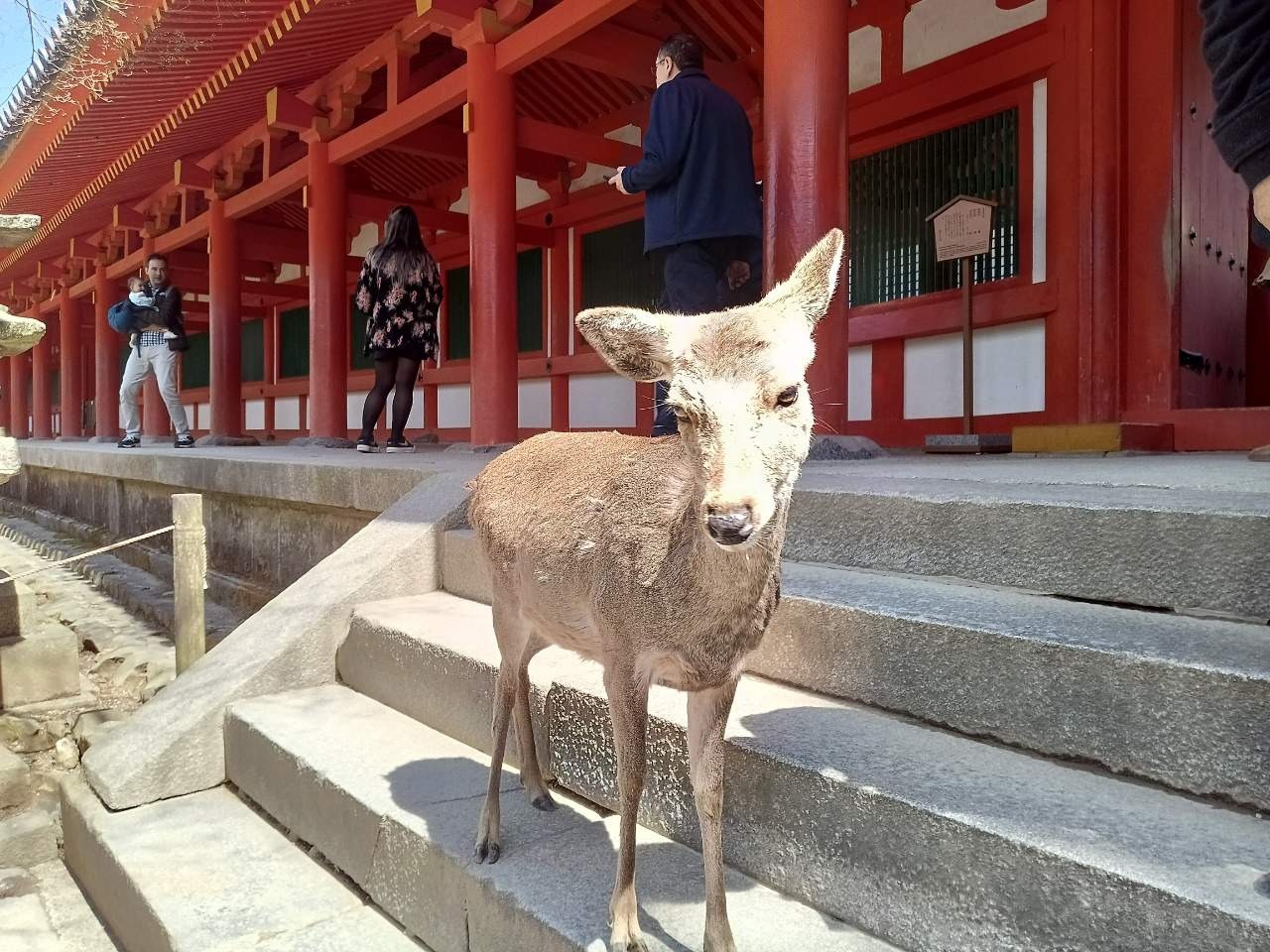 活動報告│世界文化遺産 春日大社で奉納演奏をさせていただきました