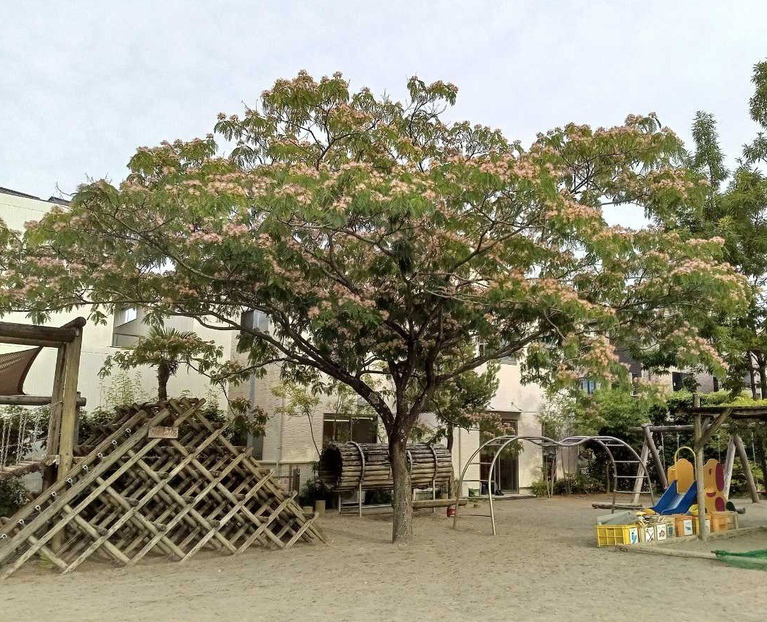 活動報告│千葉県の保育園で演奏させていただきました